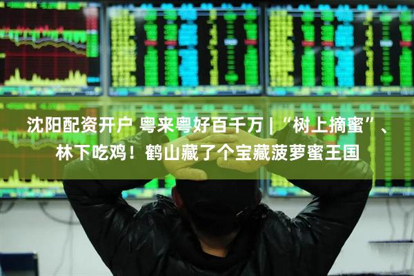 沈阳配资开户 粤来粤好百千万 | “树上摘蜜”、林下吃鸡！鹤山藏了个宝藏菠萝蜜王国